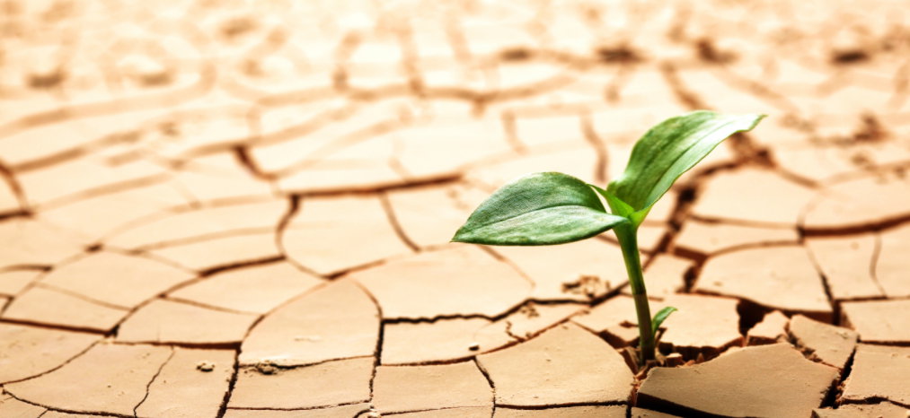 O Dia Mundial de Combate à Desertificação e à Seca